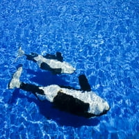 Kalifornija, San Diego, morski svijet, kit ubojica. Ispis plakata