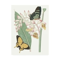 Zaštitni znak likovna umjetnost 'Ua ch les papillons I' Canvas Art by Vision Studio