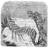 Škampi. Obični škampi. Linearna gravura, 19. stoljeće. Ispis plakata od
