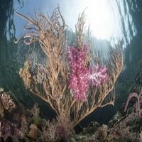 mekani koralji i velike Gorgone uspijevaju na prekrasnom koraljnom grebenu. Ispis plakata Ethana Danielsa