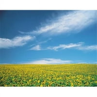 Panorama slike iz suncokreti u polju ispis plakata iz od 20